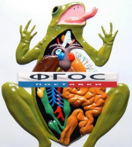 Модель барельефная "Внутреннее строение лягушки" - fgospostavki.ru - Челябинск