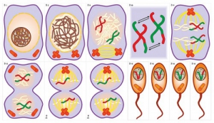 Модель-аппликация Деление клетки. Митоз и мейоз - fgospostavki.ru - Челябинск