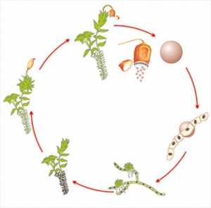 Модель-аппликация Размножение мха - fgospostavki.ru - Челябинск