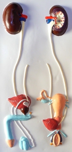 Модель барельефная "Мочевыделительная система" - fgospostavki.ru - Челябинск