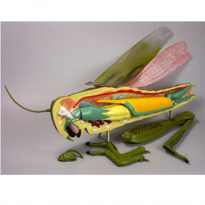 Модель "Кузнечик" - fgospostavki.ru - Челябинск