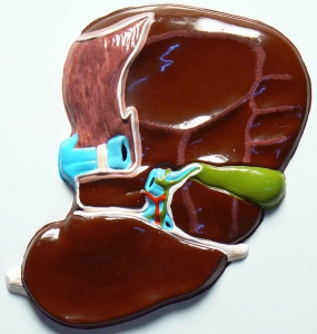 Модель барельефная "Печень" (висцеральная поверхность) - fgospostavki.ru - Челябинск