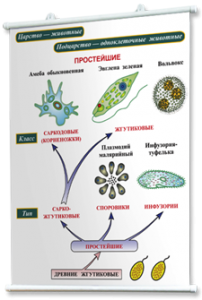 Плакаты по биологии для оформления кабинета. - fgospostavki.ru - Челябинск
