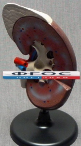 Модель "Почка" (увеличенная) - fgospostavki.ru - Челябинск