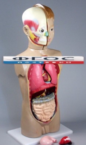 Модель Торс человека 65 сантиметров - fgospostavki.ru - Челябинск