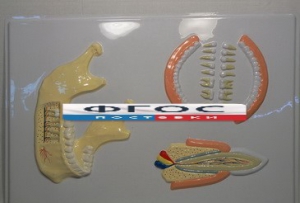 Модель барельефная "Челюсть человека" - fgospostavki.ru - Челябинск