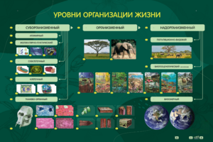 Электрифицированный стенд "Уровни организации жизни" - fgospostavki.ru - Челябинск