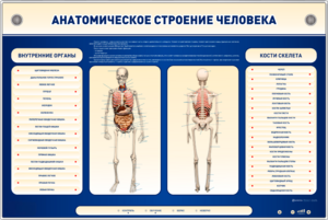 Электрифицированный стенд-тренажер c макетом скелета "Анатомическое строение человека" - fgospostavki.ru - Челябинск