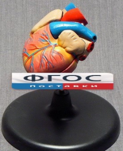 Модель "Сердце" (лабораторная) - fgospostavki.ru - Челябинск