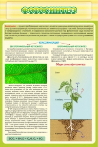 Стенд "Фотосинтез" - fgospostavki.ru - Челябинск