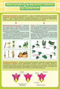 Стенд "Способы размножения растений" - fgospostavki.ru - Челябинск