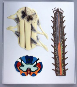 Модель барельефная "Строение спинного мозга" - fgospostavki.ru - Челябинск