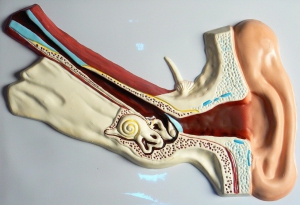 Модель барельефная "Ухо человека" (часть 1) - fgospostavki.ru - Челябинск