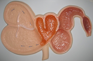 Модель барельефная "Желудок жвачного животного" - fgospostavki.ru - Челябинск