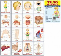 Раздаточные карточки "Тело человека" - fgospostavki.ru - Челябинск