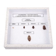 Коллекция "Развитие насекомых с неполным превращением" - fgospostavki.ru - Челябинск