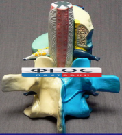 Модель "Части позвоночника человека" - fgospostavki.ru - Челябинск