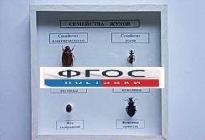 Коллекция "Семейство жуков" - fgospostavki.ru - Челябинск