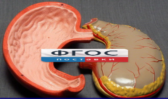 Модель "Желудок" - fgospostavki.ru - Челябинск