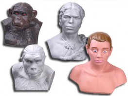 Комплект палеонтологических моделей "Происхождение человека" - fgospostavki.ru - Челябинск