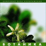 Ботаника. (Цифровая база изображений) - fgospostavki.ru - Челябинск