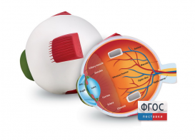 Модель глаза человека (анатомическая) - fgospostavki.ru - Челябинск