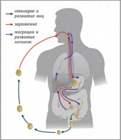 Модель-аппликация Цикл развития аскариды - fgospostavki.ru - Челябинск