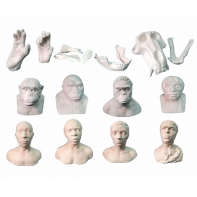 Набор моделей палеонтологических находок "Происхождение человека"	 - fgospostavki.ru - Челябинск