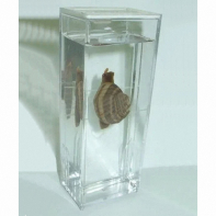 Влажный препарат "Виноградная улитка"	 - fgospostavki.ru - Челябинск