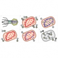 Модель-аппликация Жизненный цикл вируса	 - fgospostavki.ru - Челябинск