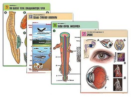 Комплект таблиц по всему курсу биологии (120 штук, формат А1, полноцветные, ламинированные) - fgospostavki.ru - Челябинск
