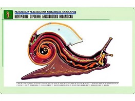 Рельефная таблица "Внутреннее строение брюхоногого моллюска" (формат А1, матовое ламинирование) - fgospostavki.ru - Челябинск
