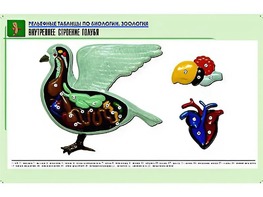 Рельефная таблица "Внутреннее строение голубя" (формат А1, матовое ламинирование) - fgospostavki.ru - Челябинск