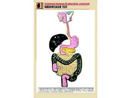Рельефная таблица "Пищеварительный тракт" (формат А1, матовое ламинирование) - fgospostavki.ru - Челябинск