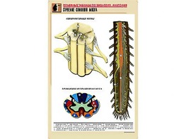 Рельефная таблица "Строение спинного мозга " (формат А1, матовое ламинирование) - fgospostavki.ru - Челябинск