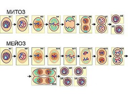 Модель-аппликация "Деление клетки. Митоз и мейоз" (ламинированная) - fgospostavki.ru - Челябинск