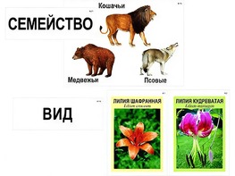 Модель-аппликация "Классификация растений и животных" (ламинированная) - fgospostavki.ru - Челябинск