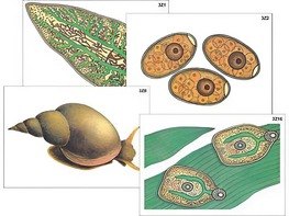 Модель-аппликация "Циклы развития печеночного сосальщика и бычьего цепня" (ламинированная) - fgospostavki.ru - Челябинск
