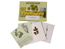 Гербарий "Деревья и кустарники" (22 вида, с иллюстрациями) - fgospostavki.ru - Челябинск