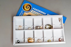 Коллекция "Раковины моллюсков" - fgospostavki.ru - Челябинск