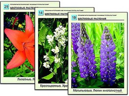 Гербарий фотографический "Основные группы растений" - fgospostavki.ru - Челябинск