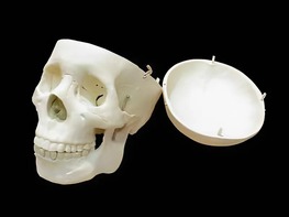 Модель "Череп человека" - fgospostavki.ru - Челябинск