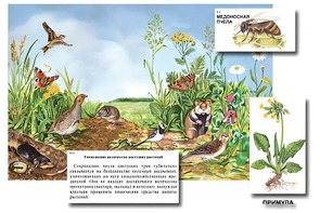 Магнитный плакат-аппликация "Луг: биоразнообразие и взаимосвязи в сообществе" - fgospostavki.ru - Челябинск