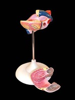 Модель сердца (лабораторная) - fgospostavki.ru - Челябинск