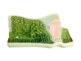 Модель строения листа - fgospostavki.ru - Челябинск