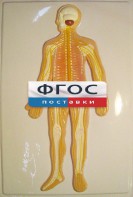 Модель барельефная "Нервная система человека" - fgospostavki.ru - Челябинск