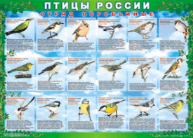 Комплект таблиц "Птицы России (4 листа)" (100х140 сантиметров, винил) - fgospostavki.ru - Челябинск