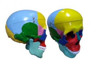 Модель "Череп" (с раскрашенными костями) - fgospostavki.ru - Челябинск