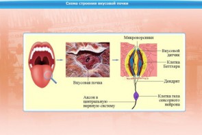 Интерактивные курсы. Биология 10 класс. Базовый. - fgospostavki.ru - Челябинск