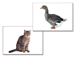 Дидактическое пособие "Домашние животные" (24 карточки) - fgospostavki.ru - Челябинск